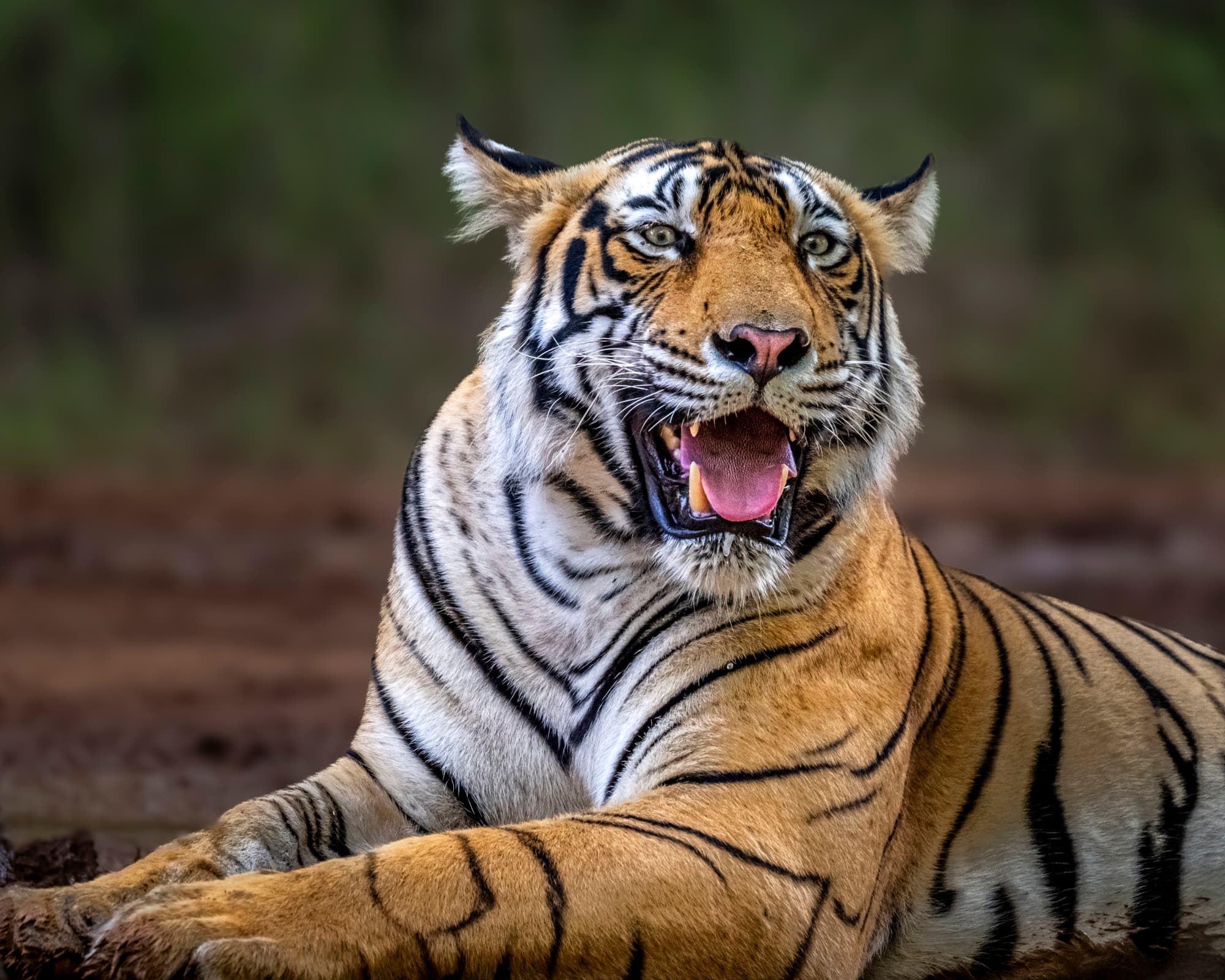Tiger portrait, tighter crop, second read