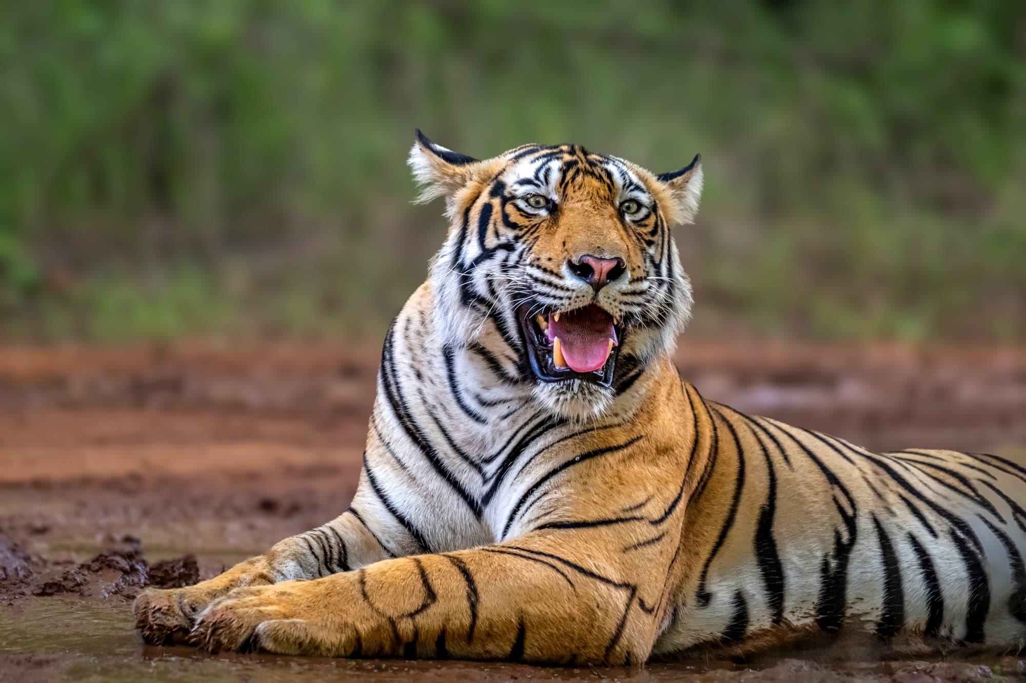 Tiger portrait, looser frame, first read