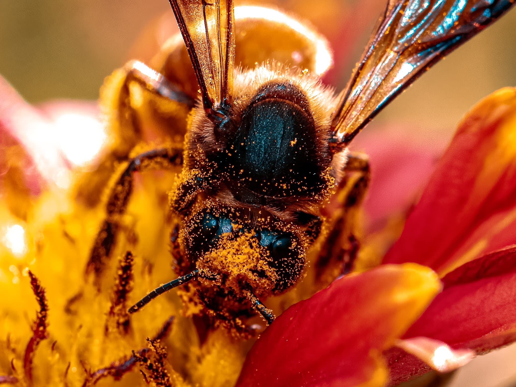 Macro frame of a bee on the contact sheet