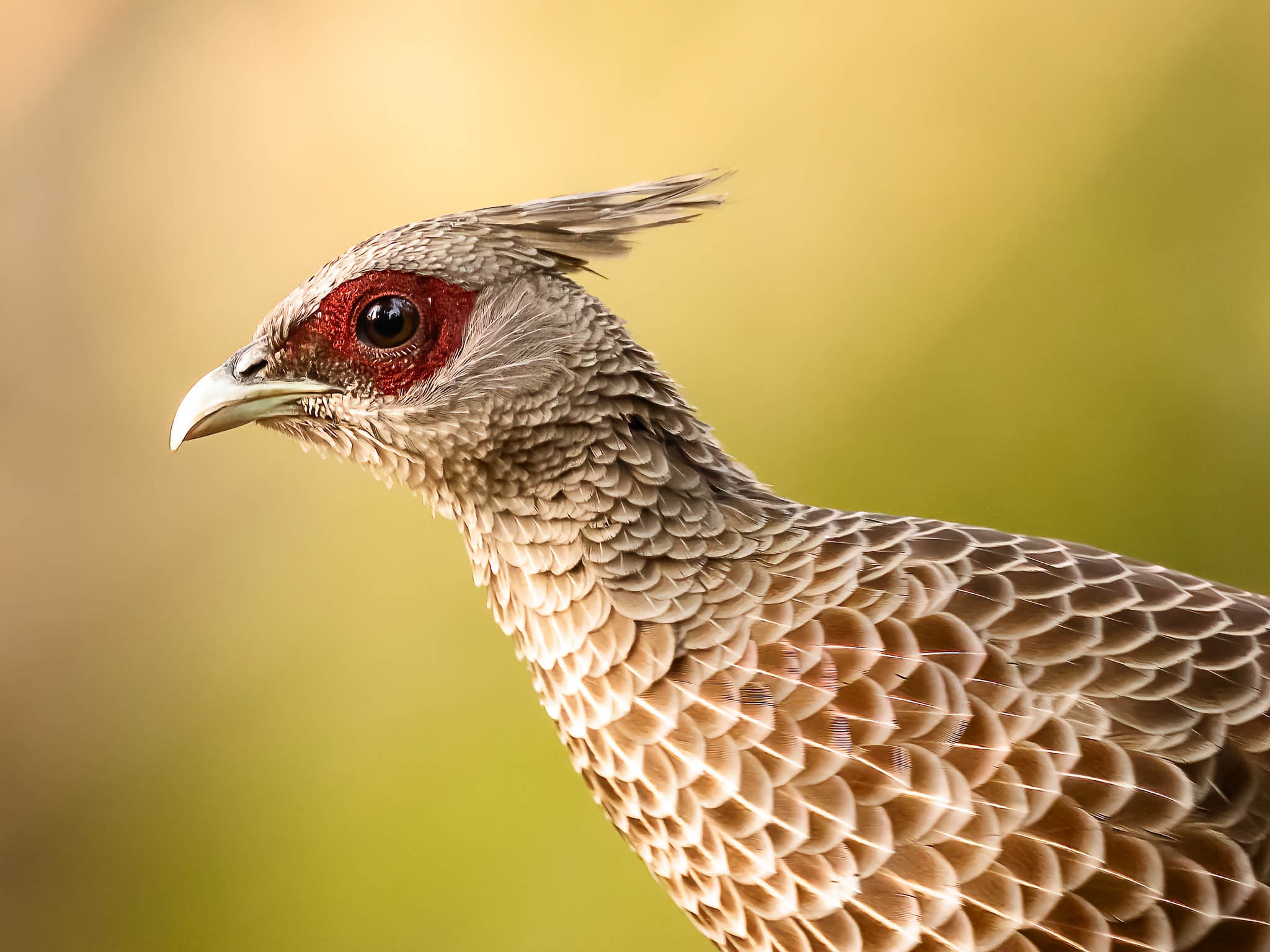 Pheasant frame, circled as the keeper