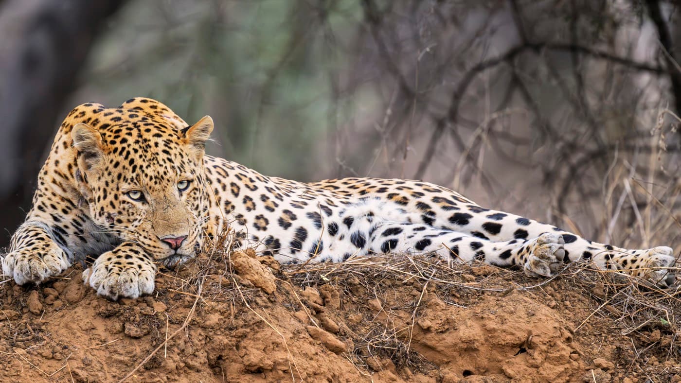 Leopard resting low along a dirt bank