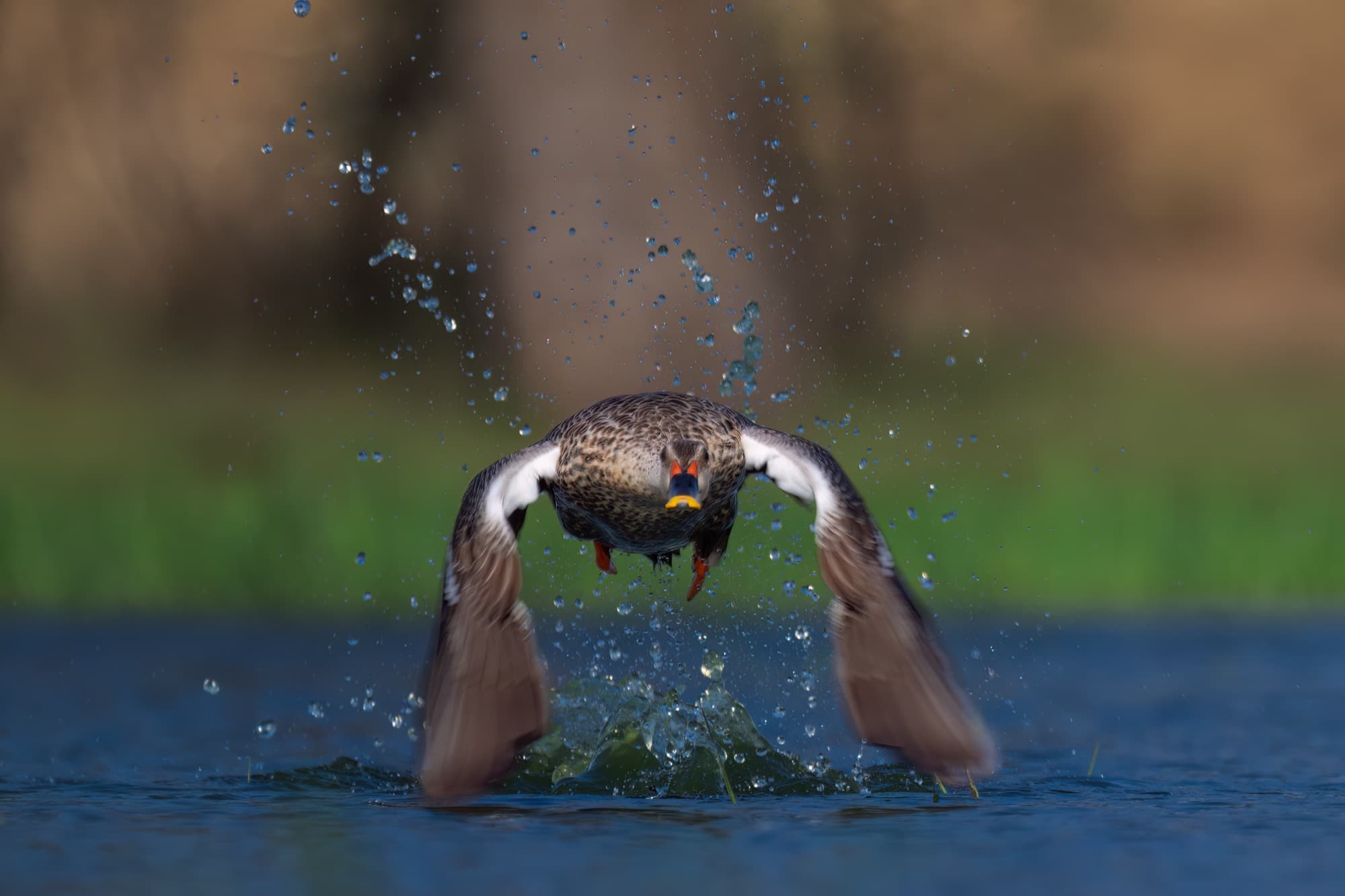 Duck lifting off through spray